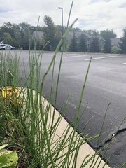Equisetum laevigatum