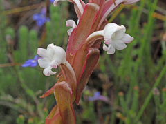 Satyrium acuminatum