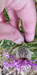 Centaurea nervosa