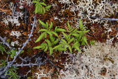 Gymnocarpium jessoense