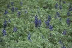 Lupinus pilosus
