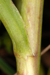 Symphyotrichum elliottii