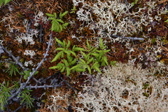 Gymnocarpium jessoense
