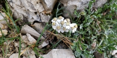 Achillea clavennae