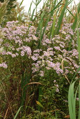 Symphyotrichum elliottii