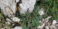 Achillea clavennae