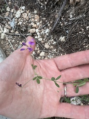 Lespedeza texana