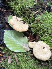 Cerioporus leptocephalus