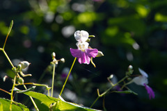 Impatiens balfourii