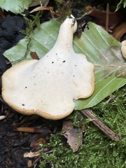 Cerioporus leptocephalus