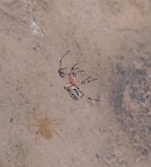 Alpaida veniliae