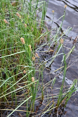 Carex aquatilis stans