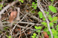 Crotalus oreganus oreganus