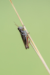 Melanoplus keeleri