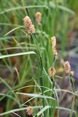 Carex aquatilis stans
