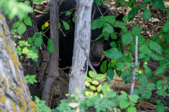Ursus americanus
