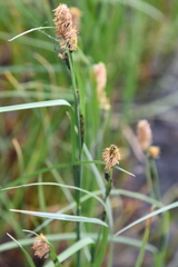 Carex aquatilis stans