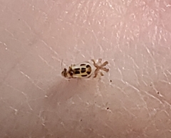 Graphopsocus cruciatus