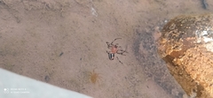 Alpaida veniliae