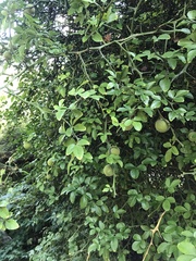 Citrus trifoliata