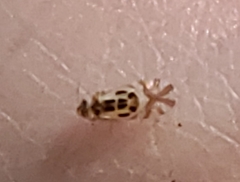 Graphopsocus cruciatus