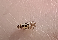 Graphopsocus cruciatus