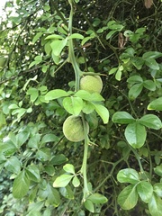 Citrus trifoliata
