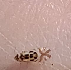 Graphopsocus cruciatus