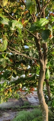Terminalia catappa