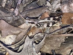 Melanoplus ponderosus