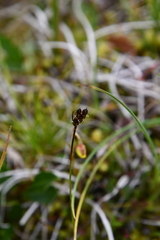 Juncus longirostris