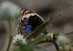 Junonia orithya