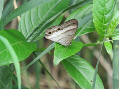 Euptychoides laccine