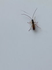Agrothereutina