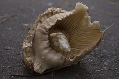 Ampulloclitocybe