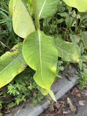 Asclepias
