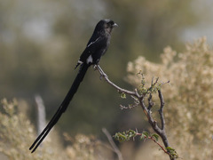 Lanius melanoleucus