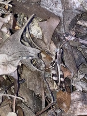 Melanoplus ponderosus