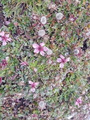 Potentilla nitida