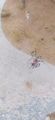 Alpaida veniliae