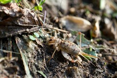 Gryllomorpha dalmatina