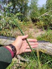 Schoenoplectus americanus