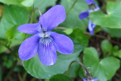 Viola riviniana