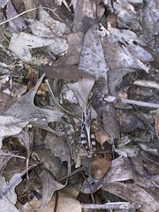 Melanoplus ponderosus