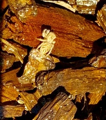 Habronattus coecatus