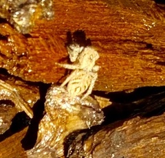 Habronattus coecatus