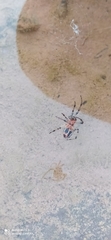Alpaida veniliae