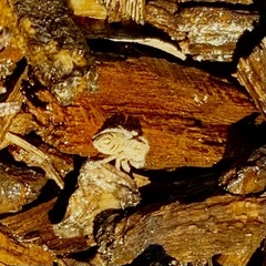 Habronattus coecatus