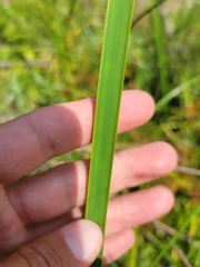 Schoenoplectus americanus