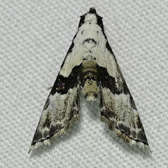 Nigetia formosalis